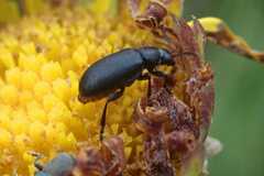 Gastrida abdominalis