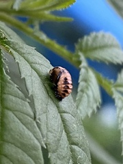 Cheilomenes sexmaculata