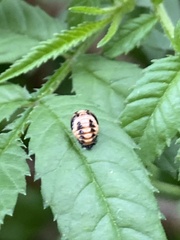 Cheilomenes sexmaculata