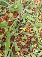 Evolvulus alsinoides