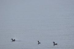 Phalacrocorax punctatus