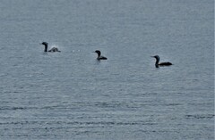 Phalacrocorax punctatus