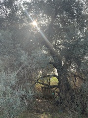 Olea europaea