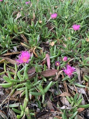 Carpobrotus rossii