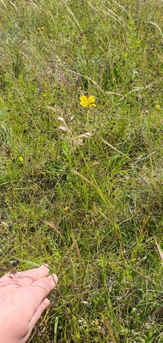 Image of Scrambled Eggs (Goodenia pinnatifida) by no rights reserved