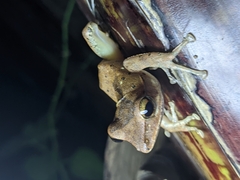 Polypedates occidentalis