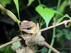 Polypedates occidentalis