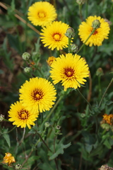 Reichardia tingitana