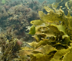 Brachaluteres jacksonianus