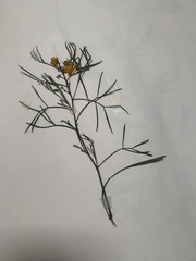 Senna artemisioides