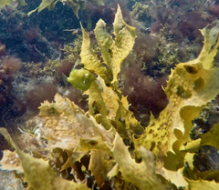 Brachaluteres jacksonianus