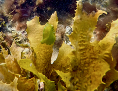 Brachaluteres jacksonianus