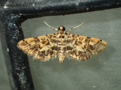 Nacoleia