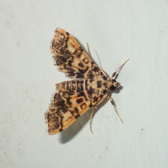 Nacoleia