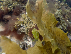 Brachaluteres jacksonianus