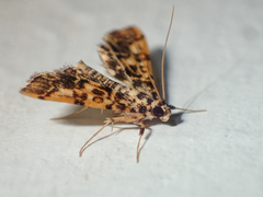 Nacoleia