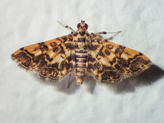 Nacoleia