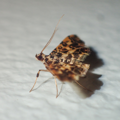 Nacoleia