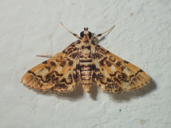 Nacoleia