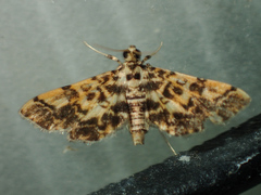 Nacoleia