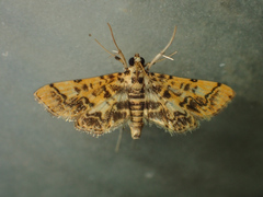 Nacoleia