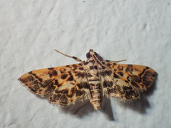 Nacoleia