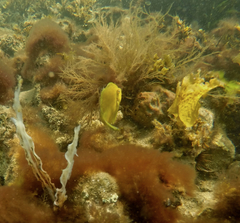 Brachaluteres jacksonianus