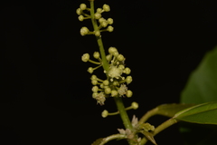 Croton verreauxii
