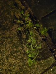 Stellaria apetala