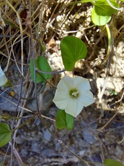 Convolvulus waitaha