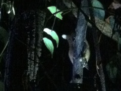 Cephalopachus bancanus borneanus