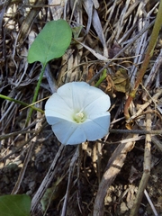 Convolvulus waitaha