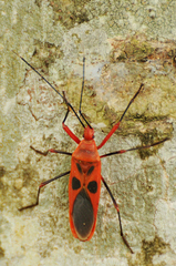 Macrocheraia grandis