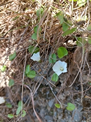 Convolvulus waitaha
