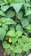 Salvia splendens