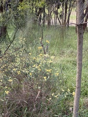 Ozothamnus obcordatus