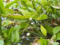 Echinodorus grandiflorus