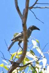 Chlamydera nuchalis