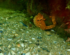Hippocampus abdominalis