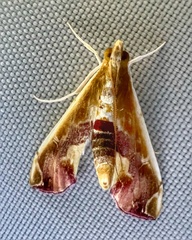 Agathodes ostentalis