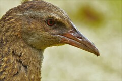 Gallirallus australis australis