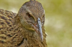 Gallirallus australis australis