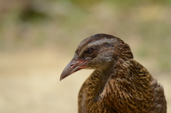 Gallirallus australis australis
