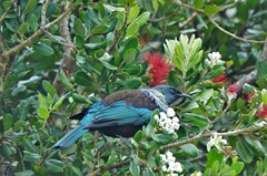 Prosthemadera novaeseelandiae