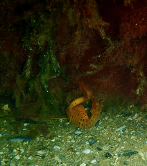 Hippocampus abdominalis