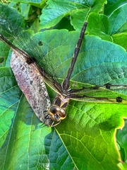 Telephlebia godeffroyi