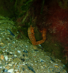Hippocampus abdominalis