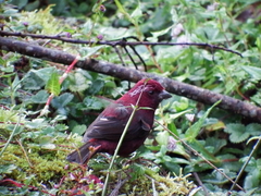 Carpodacus formosanus