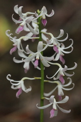 Dipodium squamatum