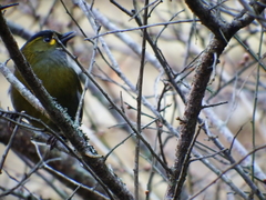 Liocichla steerii